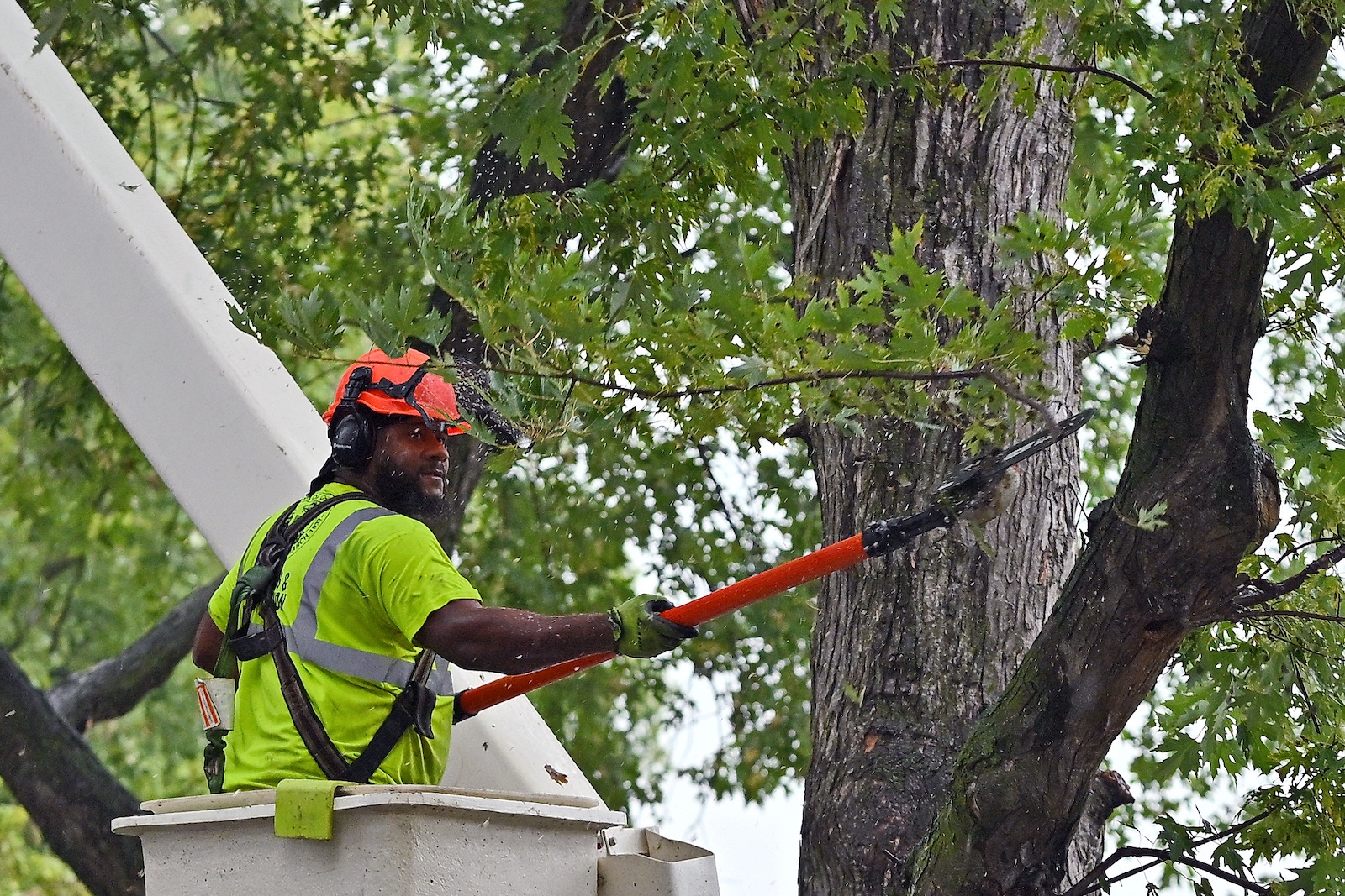 Expert Tree Care Services in Champaign, IL | Champaign Tree Squad