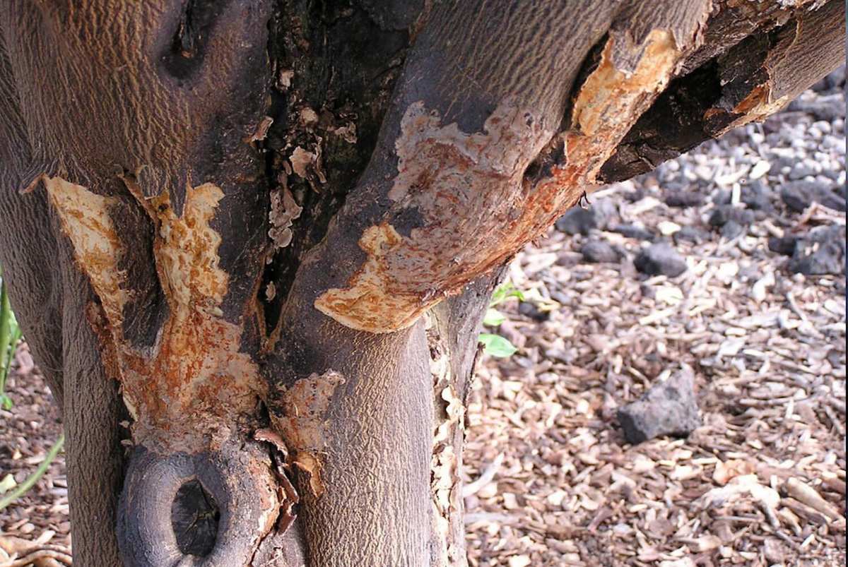 How to Spot and Prevent Common Tree Diseases in Champaign hero image