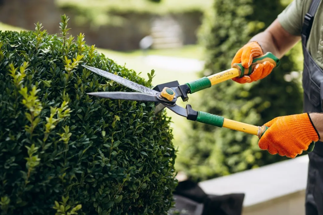 The Benefits of Regular Tree Trimming for Your Landscape hero image