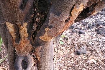 blog image How to Spot and Prevent Common Tree Diseases in Champaign