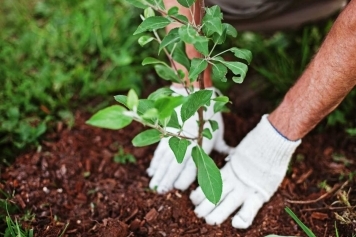 Tree Planting & Care service image