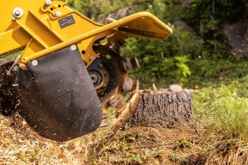 Stump Grinding & Removal service image