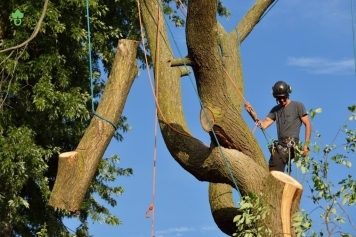 Tree Removal service image