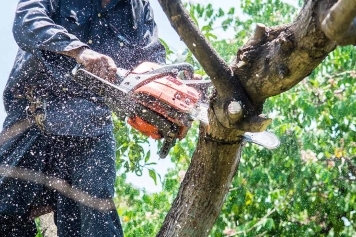 Tree Trimming & Pruning service image