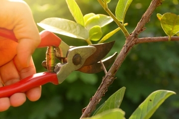 blog image Tree Pruning Tips: When and How to Trim for Optimal Growth