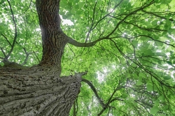 blog image The Importance of Tree Health Assessments and What to Expect