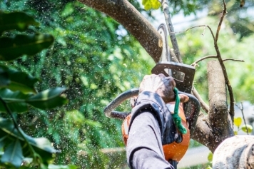 blog image Emergency Tree Services: What to Do When a Storm Strikes