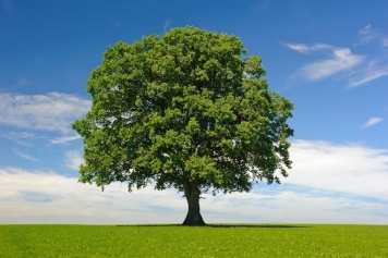 blog image How to Choose the Right Tree for Your Property in Champaign