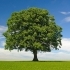 How to Choose the Right Tree for Your Property in Champaign related image