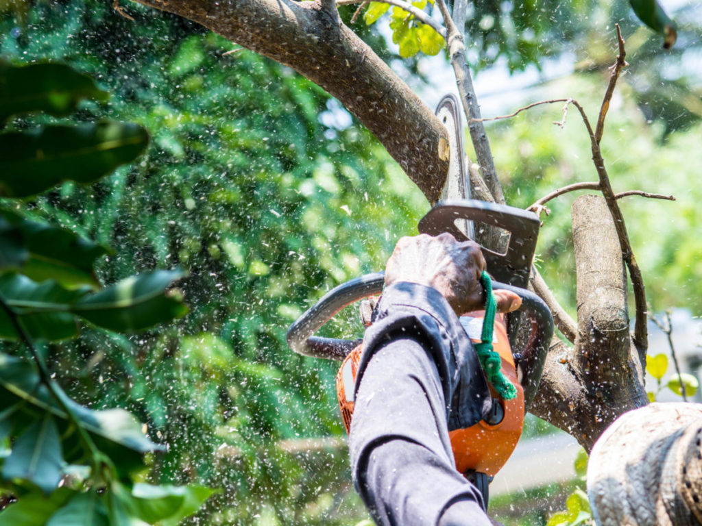 Emergency Tree Services: What to Do When a Storm Strikes hero image